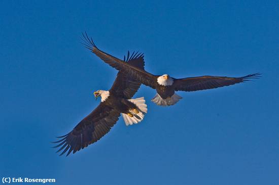 Missing Image: i_0039.jpg - protecting-his-catch-Bald-Eagle