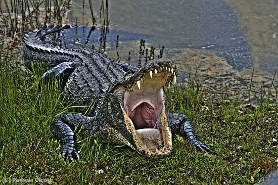 Missing Image: i_0043.jpg - ToothyGator