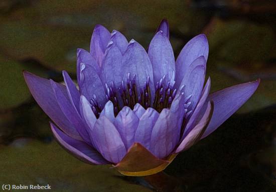 Missing Image: i_0052.jpg - waterlily