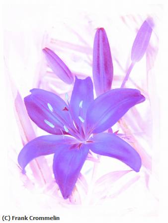 Missing Image: i_0065.jpg - Purple Lilly