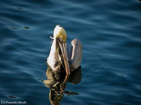 Missing Image: i_0001.jpg - Pelican