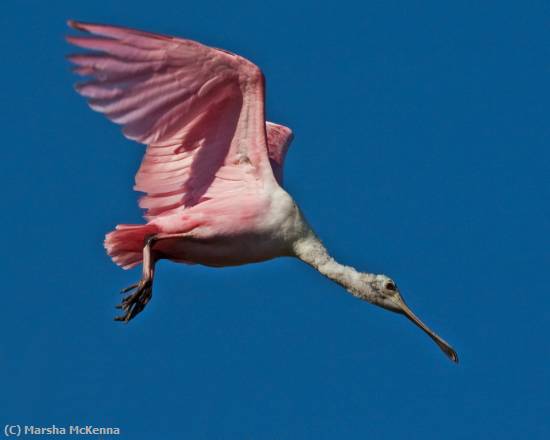 Missing Image: i_0004.jpg - Spoonbill