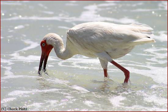 Missing Image: i_0016.jpg - HIGH KEY IBIS