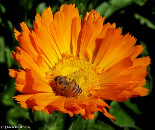 Missing Image: i_0018.jpg - Bee