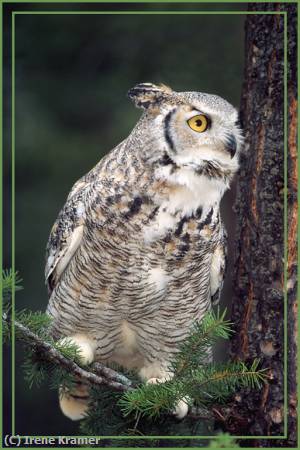 Missing Image: i_0023.jpg - Great Horned Owl - White Morph