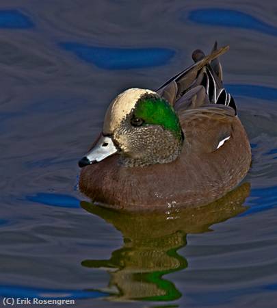 Missing Image: i_0031.jpg - Socorrow-Duck