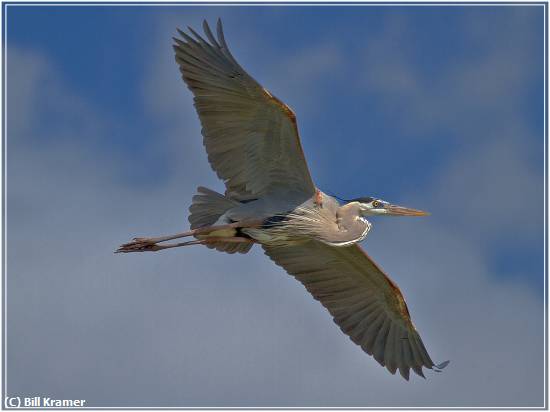 Missing Image: i_0039.jpg - Great Blue In Flight