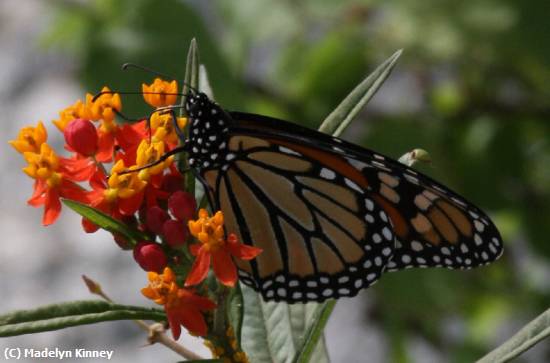 Missing Image: i_0040.jpg - Monarch