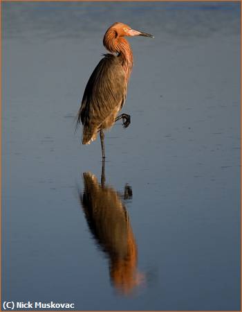 Missing Image: i_0065.jpg - Red-Egret-Reflection