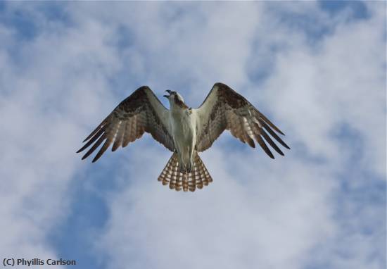 Missing Image: i_0007.jpg - Osprey