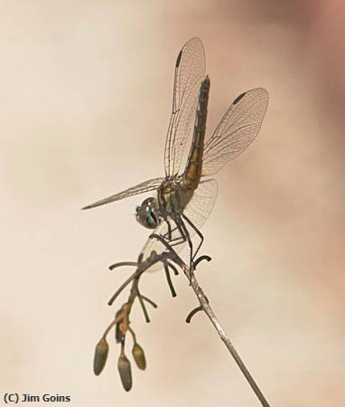 Missing Image: i_0021.jpg - Dragon-Fly-2