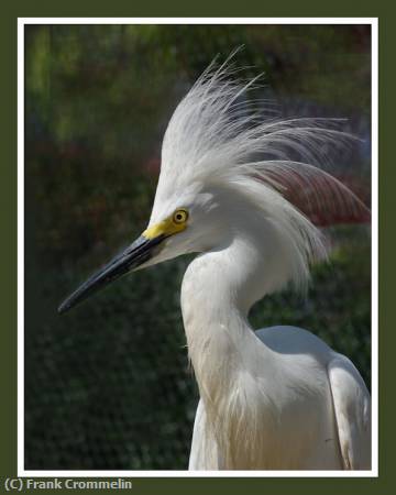 Missing Image: i_0028.jpg - Fuzzy Egret