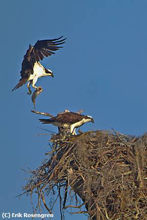 Missing Image: i_0029.jpg - fish-for-lunch-Osprey