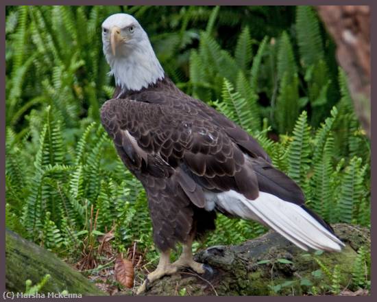 Missing Image: i_0035.jpg - American Bald Eagle