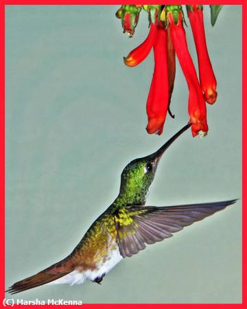 Missing Image: i_0010.jpg - Hummingbird Feeding