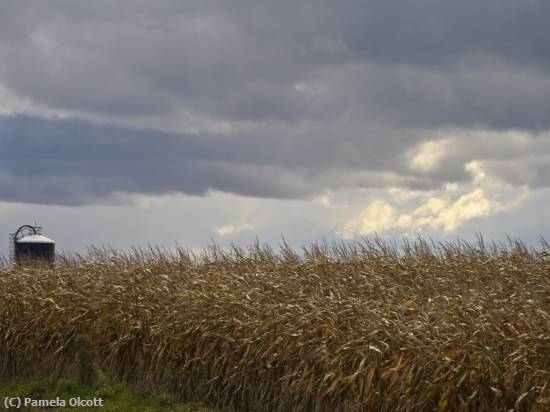 Missing Image: i_0011.jpg - Moody Harvest