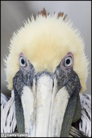 Missing Image: i_0012.jpg - Brown Pelican Portrait