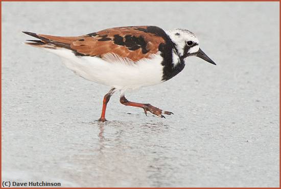 Missing Image: i_0020.jpg - RuddyTurnstone