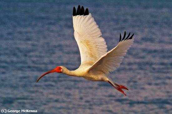 Missing Image: i_0022.jpg - Ibis in Flight