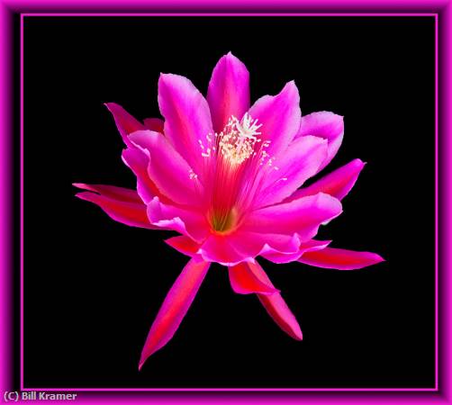 Missing Image: i_0024.jpg - Pink Orchid