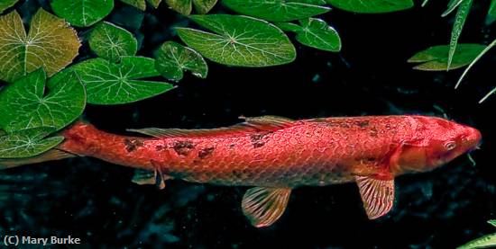 Missing Image: i_0026.jpg - Koi in Pond