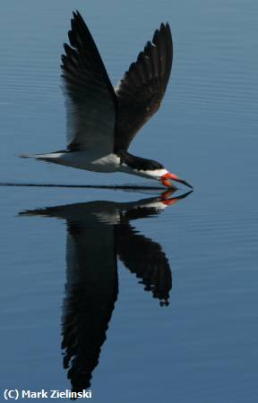 Missing Image: i_0033.jpg - Black Skimmer 2