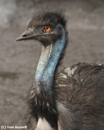 Missing Image: i_0035.jpg - emu