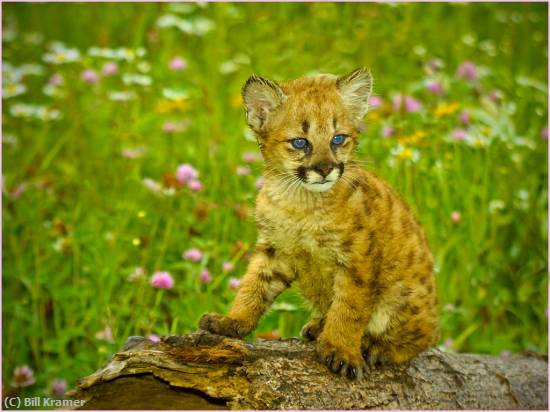 Missing Image: i_0038.jpg - Cougar Kit