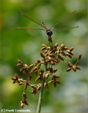 Missing Image: i_0040.jpg - Dragonfly