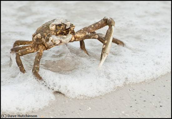 Missing Image: i_0041.jpg - OldCrab