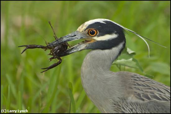 Missing Image: i_0042.jpg - Night Heron Catches Crayfish