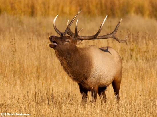 Missing Image: i_0045.jpg - BULL ELK IN FIELD