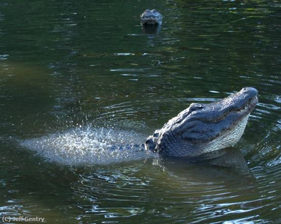 Missing Image: i_0050.jpg - Bull Gator Mating Call