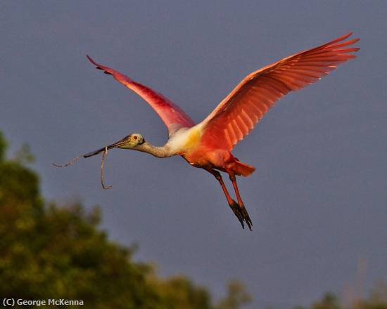 Missing Image: i_0053.jpg - Nesting Material Arrives