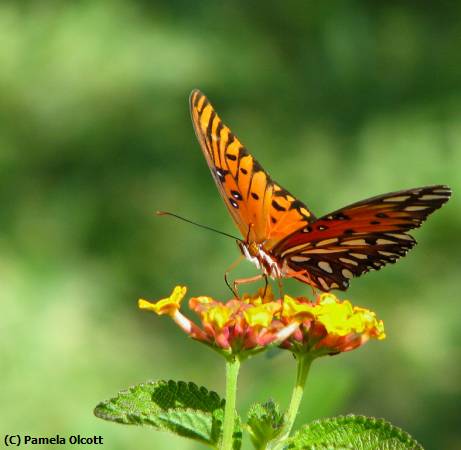 Missing Image: i_0056.jpg - Butterfly