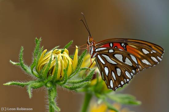 Missing Image: i_0063.jpg - Butterfly Resting on Black-Eyed Susa