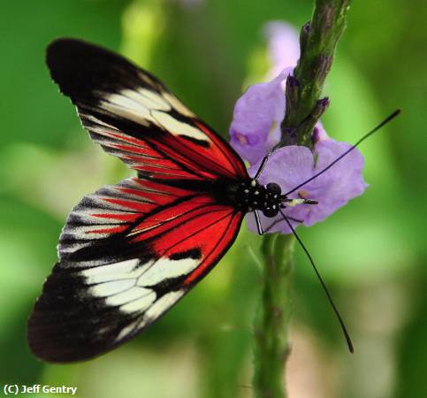 Missing Image: i_0025.jpg - Butterfly at Rest