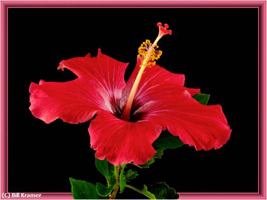 Missing Image: i_0028.jpg - Hibiscus