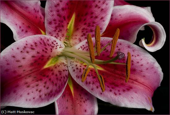 Missing Image: i_0039.jpg - Red Lily