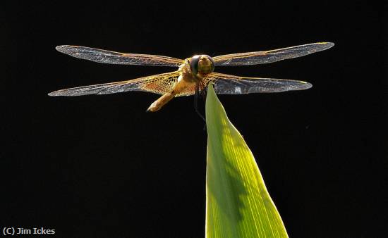 Missing Image: i_0044.jpg - Resting in the Sun