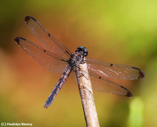 Missing Image: i_0047.jpg - BLUE DRAGONFLY