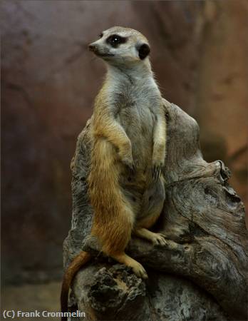 Missing Image: i_0048.jpg - Meerkat-2