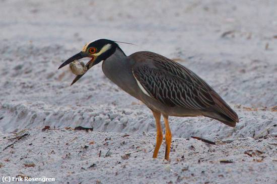 Missing Image: i_0058.jpg - Yellow-crowned-Night-Heron-mouthful