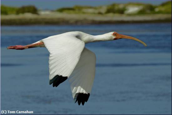 Missing Image: i_0059.jpg - Ibis in Flight