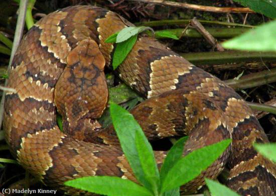 Missing Image: i_0076.jpg - COTTONMOUTH LETTUCE LAKE PARK