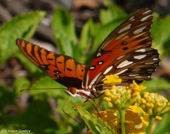 Missing Image: i_0078.jpg - Butterfly