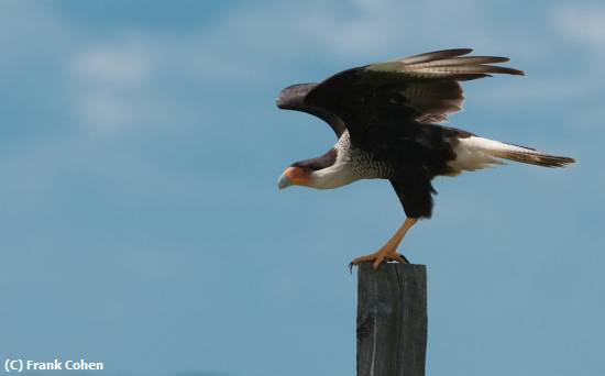 Missing Image: i_0006.jpg - CaraCara