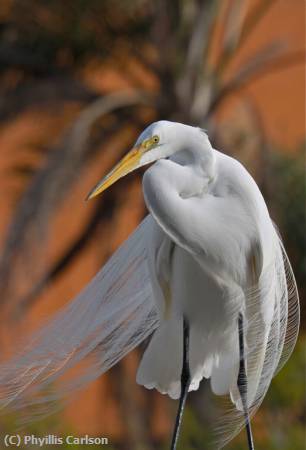 Missing Image: i_0016.jpg - HERON AT SUNDOWN-jpeg