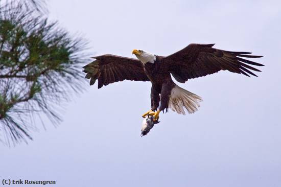 Missing Image: i_0032.jpg - Bringing-food-Bald-Eagle