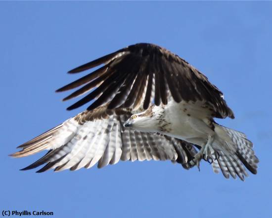 Missing Image: i_0035.jpg - OSPREY FISHING